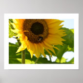 Bumblebee en zonnebloem poster (Voorkant)