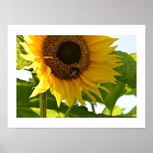 Bumblebee en zonnebloem poster (Voorkant)
