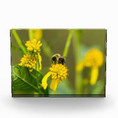 Bumblebee Fotoblokken (Voorkant)