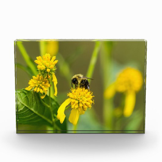 Bumblebee Fotoblokken (Voorkant)