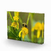 Bumblebee Fotoblokken (Rechts)