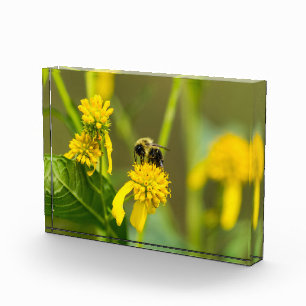 Bumblebee Fotoblokken