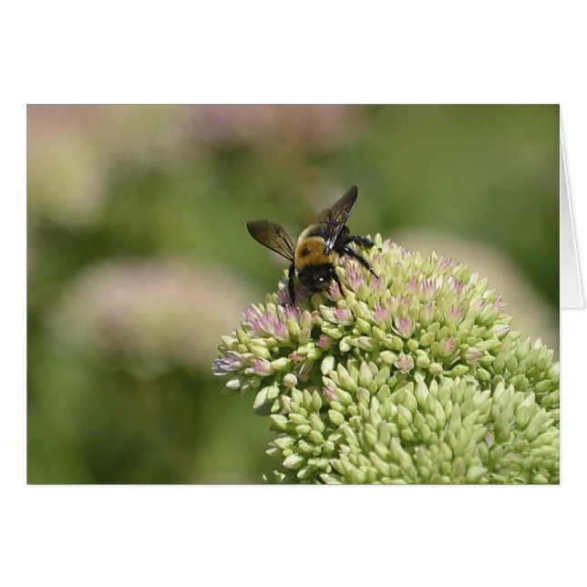 Bumblebee Heaven (Voorkant Horizontaal)