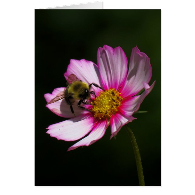 Bumblebee in Cosmos (Voorkant)