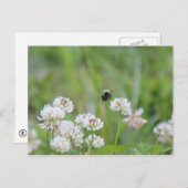 Bumblebee in het briefkaart van de klaver (Voorkant / Achterkant)