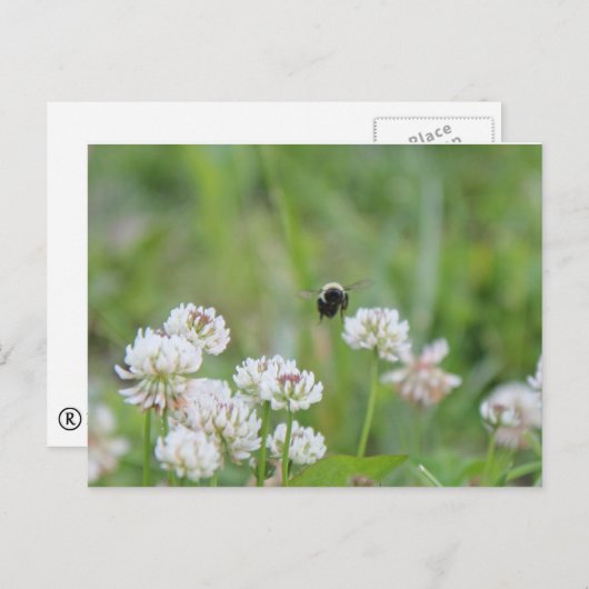 Bumblebee in het briefkaart van de klaver (Voorkant / Achterkant)