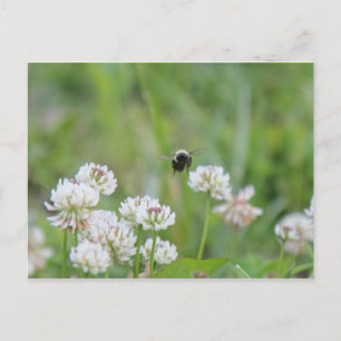 Bumblebee in het briefkaart van de klaver