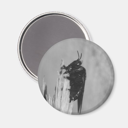 Bumblebee Magneet (Voorkant / Achterkant)