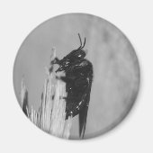 Bumblebee Magneet (Voorkant)