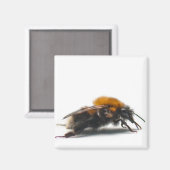 Bumblebee Magneet (Voorkant / Achterkant)