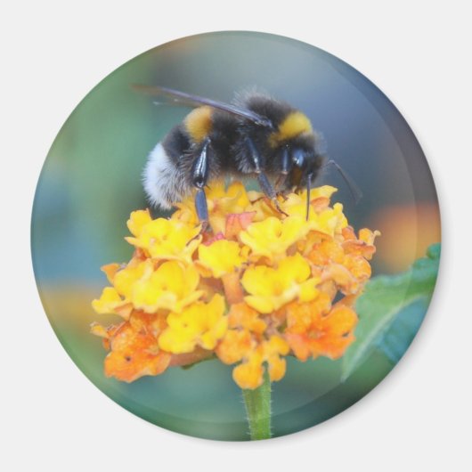 BumbleBee Magnet (Voorkant)