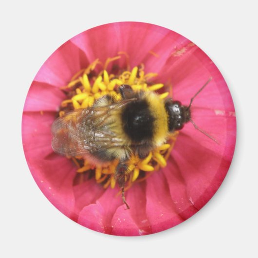 Bumblebee Magnet (Voorkant)