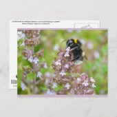 Bumblebee met buff-tailed op Briefkaart van Garden (Voorkant / Achterkant)
