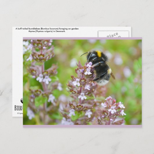Bumblebee met buff-tailed op Briefkaart van Garden (Voorkant / Achterkant)