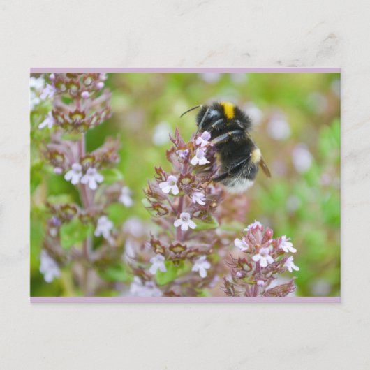 Bumblebee met buff-tailed op Briefkaart van Garden (Voorkant)