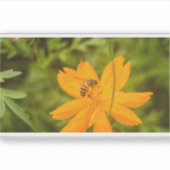 Bumblebee on a Sulfur Cosmos Sticker (Voorkant)