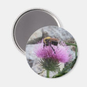 Bumblebee oogst een Paarse thyristoren Magneet (Voorkant / Achterkant)