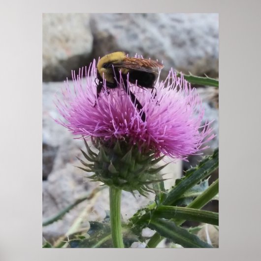 Bumblebee oogst een Paarse thyristoren Poster (Voorkant)