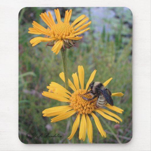 Bumblebee op Balduina Mousepad Muismat (Voorkant)