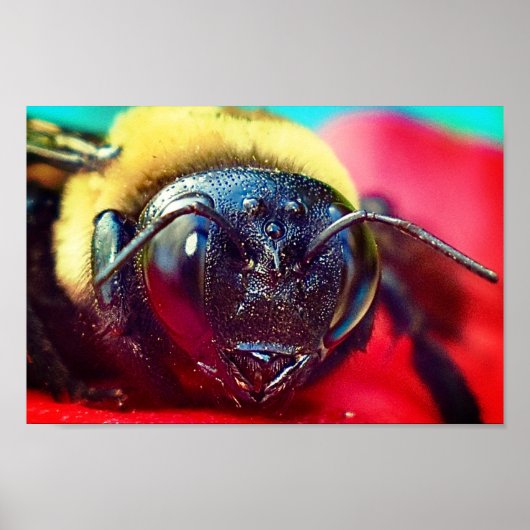 Bumblebee op bloem Fotografie Muurdecoratie Print (Voorkant)