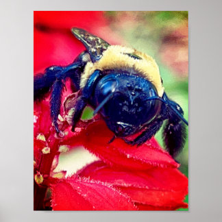 Bumblebee op bloem Fotografie Muurdecoratie Print