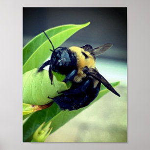 Bumblebee op bloem Fotografie Muurdecoratie Print