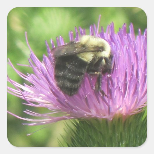Bumblebee op de Thistle Sticker (Voorkant)