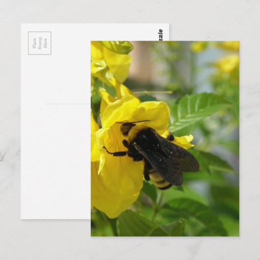 Bumblebee op Esperanza-ventilator Briefkaart (Voorkant / Achterkant)