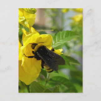 Bumblebee op Esperanza-ventilator Briefkaart
