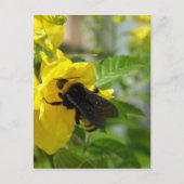Bumblebee op Esperanza-ventilator Briefkaart (Voorkant)