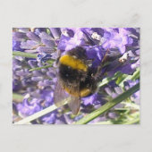 Bumblebee op het Briefkaart Lavender (Voorkant)