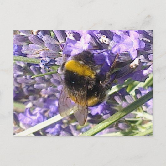 Bumblebee op het Briefkaart Lavender (Voorkant)