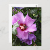 Bumblebee op Hibiscus Flower Briefkaart (Voorkant / Achterkant)