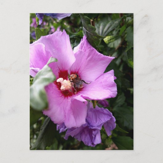 Bumblebee op Hibiscus Flower Briefkaart (Voorkant)