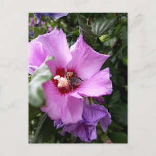 Bumblebee op Hibiscus Flower Feestdagenkaart