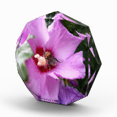 Bumblebee op Hibiscus Flower Fotoblokken (Rechts)