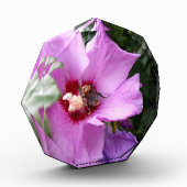 Bumblebee op Hibiscus Flower Fotoblokken (Links)