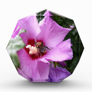 Bumblebee op Hibiscus Flower Fotoblokken