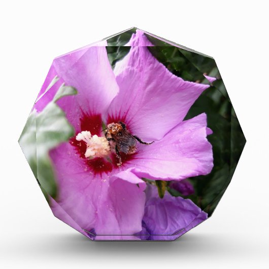Bumblebee op Hibiscus Flower Fotoblokken (Voorkant)