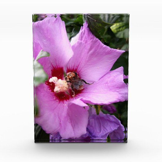 Bumblebee op Hibiscus Flower Fotoblokken (Voorkant)
