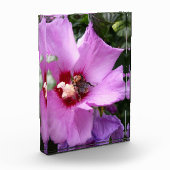 Bumblebee op Hibiscus Flower Fotoblokken (Links)