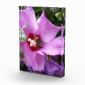 Bumblebee op Hibiscus Flower Fotoblokken (Rechts)