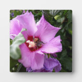 Bumblebee op Hibiscus Flower Fotoplaat (Voorkant)