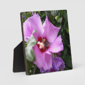 Bumblebee op Hibiscus Flower Fotoplaat (Voorkant)
