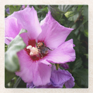 Bumblebee op Hibiscus Flower Glazen Onderzetter
