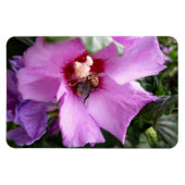 Bumblebee op Hibiscus Flower Magneet (Horizontaal)