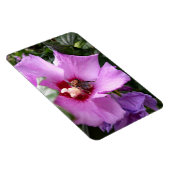 Bumblebee op Hibiscus Flower Magneet (Rechterzijde)