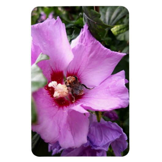 Bumblebee op Hibiscus Flower Magneet (Verticaal)