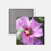 Bumblebee op Hibiscus Flower Magneet (Voorkant / Achterkant)
