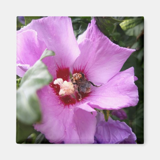 Bumblebee op Hibiscus Flower Magneet (Voorkant)